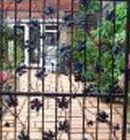 Iron gate